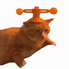 a cat wearing an orange hat with two orange balls on it 's head