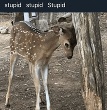 a baby deer standing next to a tree with the words stupid stupid stupid written above it