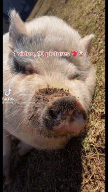 Pig GIF