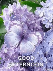 greetings good afternoon glitter butterfly