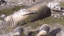 Arrested Seal Elephant Rolling Down The Fill GIF - Arrested Seal Elephant Rolling Down The Fill Going Down Hill GIFs