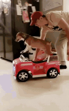 Pets Excited GIF - Pets Excited Happy GIFs