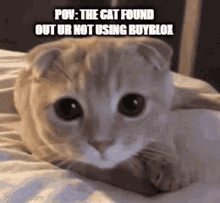 Sad Cat Cat GIF - Sad Cat Cat Sad GIFs