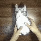 Does This To U Cat GIF - Does This To U Cat GIFs