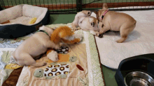 Puppies Playing GIF - Puppies Playing Cute GIFs