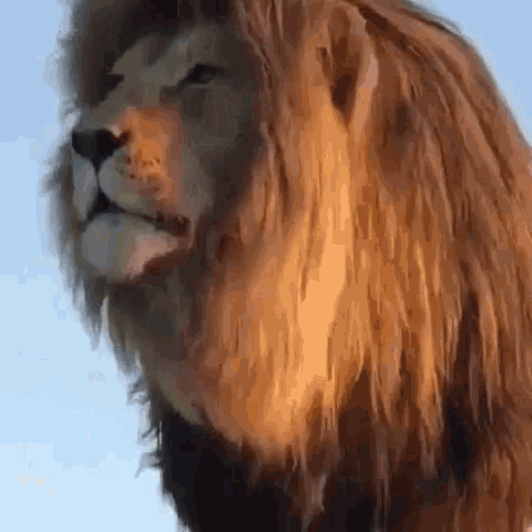Lion Mane GIF - Lion Mane - Discover & Share GIFs