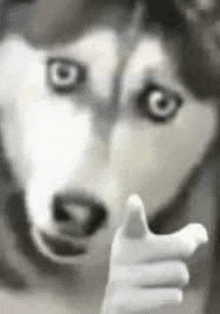 Dog Pointing Finger GIF