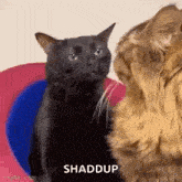 Cat Zoning Out Cat Stare GIF - Cat Zoning Out Cat Stare Black Cat GIFs