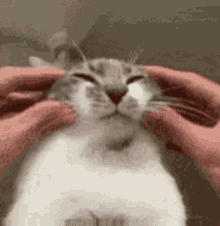 Squishy Cade Cat GIF - Squishy Cade Cat GIFs