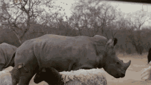 Chasing Meet Six Rescued Rhinos That Survived Poaching GIF - Chasing Meet Six Rescued Rhinos That Survived Poaching Running GIFs