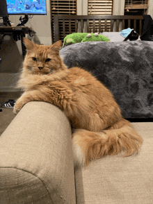 a fluffy orange cat laying on a couch in front of a computer monitor