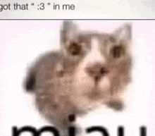 a blurry picture of a cat on a pink background with the words `` got that '' in the corner .