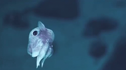 dumbo squid gif