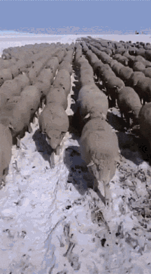 Sheep Marching GIF