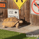 I'M Coming Now African Spurred Tortoise GIF - I'M Coming Now African Spurred Tortoise Viralhog GIFs