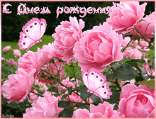 с днём рождения розовые цветы GIF - с днём рождения розовые цветы бабочка GIFs