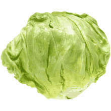 lettuce lettuce