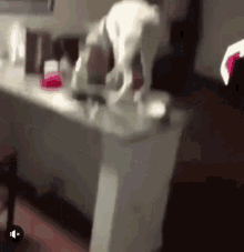 Funny Animals Dog GIF - Funny Animals Dog Caught GIFs