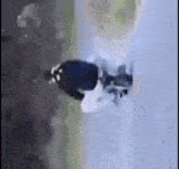 a black and white bird is flying over a body of water in a blurry photo .