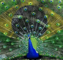lula peacock