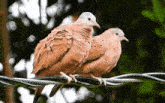 Dove Ruddy Ground Dove GIF - Dove Ruddy Ground Dove Bird GIFs