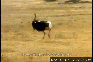 running ostrich meme