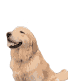 dog golden