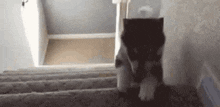Cat Cat Falling Down Stairs GIF