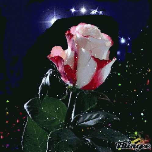 Red And White Rose Flowers GIF - Red And White Rose Flowers - Discover &  Share GIFs