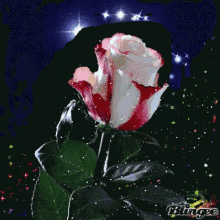 Red And White Rose Flowers GIF - Red And White Rose Flowers GIFs