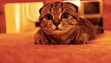 Hi Cute GIF - Hi Cute Cat GIFs