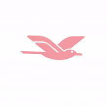 pink bird bird flying simple dream