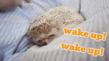 Wakeup Hedgehog GIF