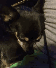 Nap Time Dogs GIF - Nap Time Dogs Pets GIFs