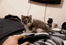 Catforcefield GIF - Catforcefield GIFs