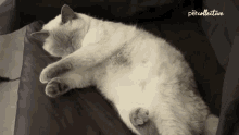 Sleeping The Pet Collective GIF - Sleeping The Pet Collective Covering Face GIFs