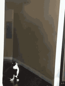 Cat Abduction GIF
