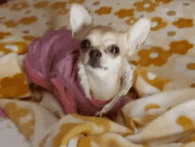Chihuahua Dog GIF - Chihuahua Dog Cute GIFs