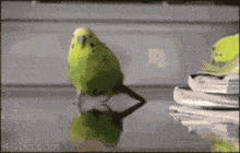 a green parakeet is standing on top of a table next to a pile of newspapers .