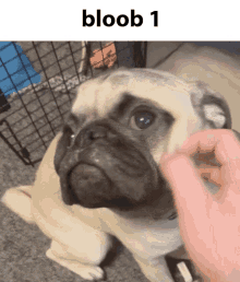 Bloob Pug GIF - Bloob Pug Cosmo GIFs