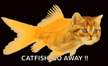a picture of a cat that looks like a fish with the caption catfish go away