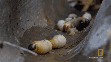 protein hazen audel a larvae lunch primal survivor food