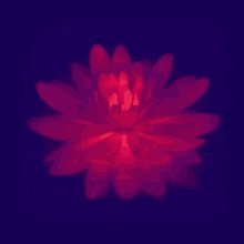 Flower Red Flower GIF - Flower Red Flower Blooming GIFs
