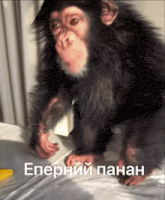 a chimpanzee is sitting on a bed with a foreign language caption .