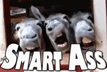 Donkey Smartass GIF - Donkey Smartass Ass GIFs