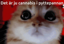 Cat Drugs GIF - Cat Drugs Swedish GIFs