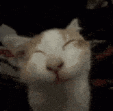 a white and brown cat is smiling with its eyes closed .
