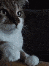 Kedi Tatlı GIF - Kedi Tatlı Cat GIFs