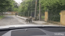 crossing boar