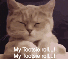 Cat Funny GIF - Cat Funny Tootsie Roll GIFs